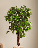 Alamkari India Fabric & Plastic Artificial Ficus Plant in Black Pot (120 cm)